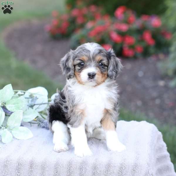 Jessa, Cavapoo Puppy